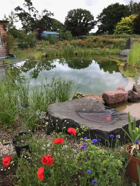 Natural garden pond with wildflowers and rocks