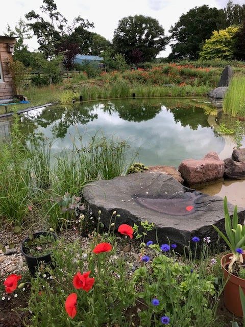 Garden pond surrounded by wildflowers and greenery